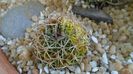 Echinofossulocactus (Stenocactus) hb. dichroacanthus X multicostatus f. variegata