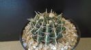 Parodia (Notocactus) mammulosa