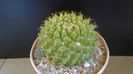 Mammillaria marksiana