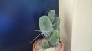Trichocereus bridgesii f. monstruosus