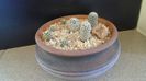 Grup de 7 Pediocactus