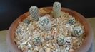Grup de 7 Pediocactus