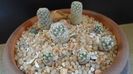 Grup de 7 Pediocactus