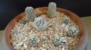 Grup de 7 Pediocactus