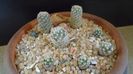 Grup de 7 Pediocactus