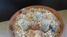 Grup de 7 Pediocactus