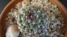 Pediocactus knowltonii