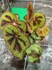 23.03.2021-B. Masoniana