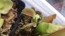 Dionaea Muscipula