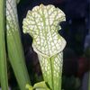 Sarracenia Leucophylla