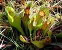 Sarracenia Purpurea