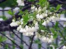 Arbore de ghiocei (Halesia carolina)