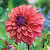 Dalia American Dawn