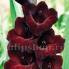 Gladiole Black Star