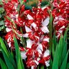 Gladiole Zizanie