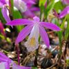 Pleione Formosana (Orhidee)