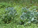 DSCF0743
