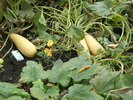 DSCF0747
