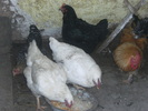 DSCF1294