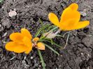 Crocus vernus Grand Jaune