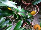 Kumquat