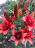 received_438955897204048