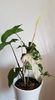 Syngonium Variegated Albo H