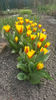 tulipa "stresa"