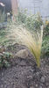 stipa capillata -hybr