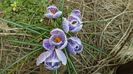 Crocusi