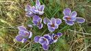 Crocusi