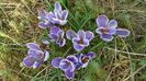 Crocusi