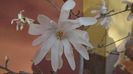 Magnolia stellata