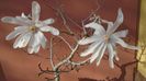 Magnolia stellata