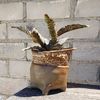 Sansevieria kirkii