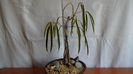 Ficus cv. Alii