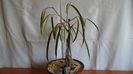 Ficus cv. Alii