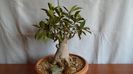 Ficus microcarpa cv. Ginseng