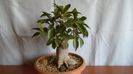 Ficus microcarpa cv. Ginseng