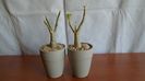 Adenium obesum cv. Yellow Soon & Adenium obesum cv. Star Of Black Night
