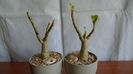 Adenium obesum cv. Yellow Soon & Adenium obesum cv. Star Of Black Night