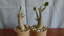 Adenium arabicum "Black Pearl" & Adenium thai socotranum "Golden Crown"