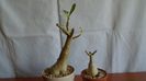 Adenium somalense & Adenium obesum