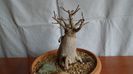Ficus microcarpa cv. Ginseng