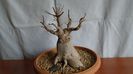 Ficus microcarpa cv. Ginseng