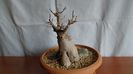 Ficus microcarpa cv. Ginseng