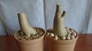 Adenium arabicum "Black Pearl" & Adenium thai socotranum "Golden Crown"