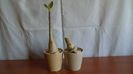 Adenium arabicum cv. Tiny Ding-Dong & Adenium somalense