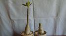 Adenium arabicum cv. Tiny Ding-Dong & Adenium somalense