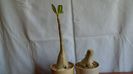 Adenium arabicum cv. Tiny Ding-Dong & Adenium somalense